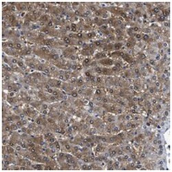 MOV10L1, Rabbit, Polyclonal Antibody, Abnova 100 &mu;L | Buy Online | Abnova Corporation | Fisher Scientific