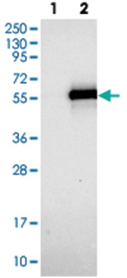 TWISTNB Rabbit anti-Human, Polyclonal Antibody, Abnova 100 &mu;L | Buy Online | Abnova Corporation | Fisher Scientific