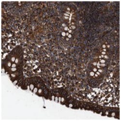 EPS15L1 Rabbit anti-Human, Polyclonal Antibody, Abnova 100&mu;L; Unlabeled:Antibodies,