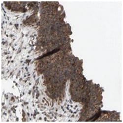 WDR53 Rabbit anti-Human, Polyclonal Antibody, Abnova 100&mu;L; Unlabeled:Antibodies,