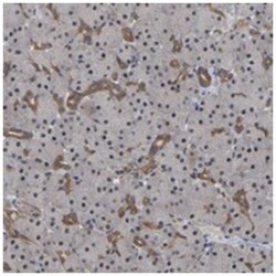FAM219A, Rabbit, Polyclonal Antibody, Abnova 100&mu;L; Unlabeled:Antibodies,
