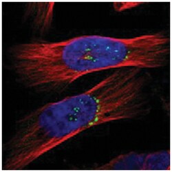 GOPC Rabbit anti-Human, Polyclonal Antibody, Abnova 100 &mu;L | Buy Online | Abnova Corporation | Fisher Scientific