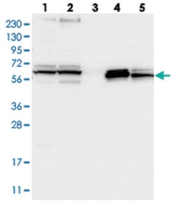 HEMGN Rabbit anti-Human, Polyclonal Antibody, Abnova 100&mu;L; Unlabeled:Antibodies,