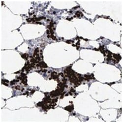 HEMGN Rabbit anti-Human, Polyclonal Antibody, Abnova 100&mu;L; Unlabeled:Antibodies,