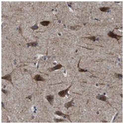SLC35F1, Rabbit, Polyclonal Antibody, Abnova 100&mu;L; Unlabeled:Antibodies,