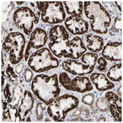 TDRKH Rabbit anti-Human, Polyclonal Antibody, Abnova 100&mu;L; Unlabeled:Antibodies,