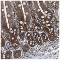 GCN1L1 Rabbit anti-Human, Polyclonal Antibody, Abnova 100&mu;L; Unlabeled:Antibodies,