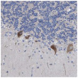 FAM40B, Rabbit, Polyclonal Antibody, Abnova 100&mu;L; Unlabeled:Antibodies,