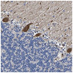 ATG2B Rabbit anti-Human, Polyclonal Antibody, Abnova 100 &mu;L | Buy Online | Abnova Corporation | Fisher Scientific