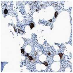 SLC22A15, Rabbit, Polyclonal Antibody, Abnova 100 &mu;L | Buy Online | Abnova Corporation | Fisher Scientific