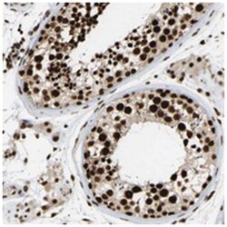 ALYREF, Rabbit, Polyclonal Antibody, Abnova 100&mu;L; Unlabeled:Antibodies,