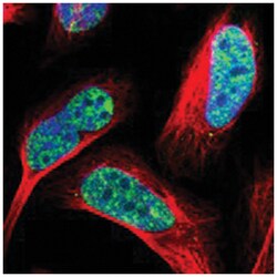 ALYREF, Rabbit, Polyclonal Antibody, Abnova 100&mu;L; Unlabeled:Antibodies,