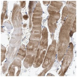 C9orf93 Rabbit anti-Human, Polyclonal Antibody, Abnova 100 &mu;L | Buy Online | Abnova Corporation | Fisher Scientific