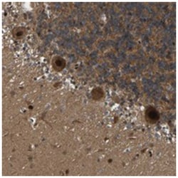 ARHGAP23, Rabbit, Polyclonal Antibody, Abnova 100&mu;L; Unlabeled:Antibodies,