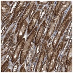 NAPEPLD Rabbit anti-Human, Polyclonal Antibody, Abnova 100&mu;L; Unlabeled:Antibodies,