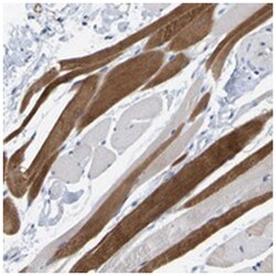 WIPI2 Rabbit anti-Human, Polyclonal Antibody, Abnova 100&mu;L; Unlabeled:Antibodies,