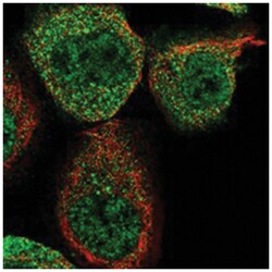 WIPI2 Rabbit anti-Human, Polyclonal Antibody, Abnova 100&mu;L; Unlabeled:Antibodies,