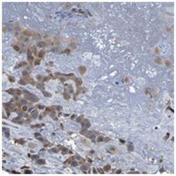 PCNT Rabbit anti-Human, Polyclonal Antibody, Abnova 100&mu;L; Unlabeled:Antibodies,