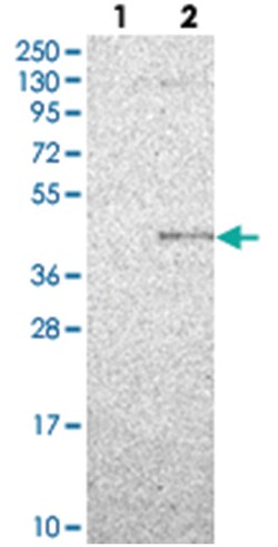 PPM1L Rabbit anti-Human, Polyclonal Antibody, Abnova 100&mu;L; Unlabeled:Antibodies,