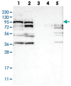 RRP1B Rabbit anti-Human, Polyclonal Antibody, Abnova 100&mu;L; Unlabeled:Antibodies,