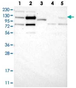 ZNF592 Rabbit anti-Human, Polyclonal Antibody, Abnova 100&mu;L; Unlabeled:Antibodies,