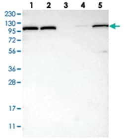 OGDH Rabbit anti-Human, Polyclonal Antibody, Abnova 100&mu;L; Unlabeled:Antibodies,