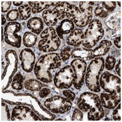 OGDH Rabbit anti-Human, Polyclonal Antibody, Abnova 100&mu;L; Unlabeled:Antibodies,