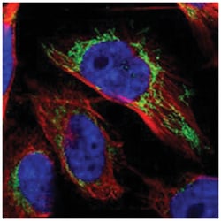 OGDH Rabbit anti-Human, Polyclonal Antibody, Abnova 100&mu;L; Unlabeled:Antibodies,