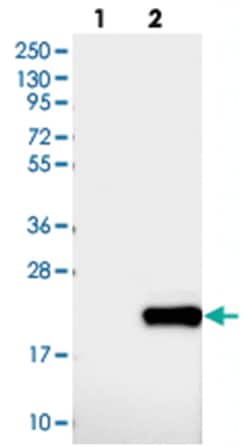 DNAJC24 Rabbit anti-Human, Polyclonal Antibody, Abnova 100 &mu;L | Buy Online | Abnova Corporation | Fisher Scientific