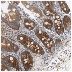 RAPH1 Rabbit anti-Human, Polyclonal Antibody, Abnova 100 &mu;L | Buy Online | Abnova Corporation | Fisher Scientific