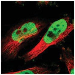 RAD21 Rabbit anti-Human, Polyclonal Antibody, Abnova 100&mu;L; Unlabeled:Antibodies,