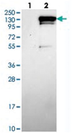CCDC146 Rabbit anti-Human, Polyclonal Antibody, Abnova 100&mu;L; Unlabeled:Antibodies,