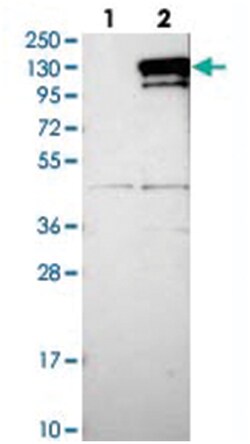 CCDC146 Rabbit anti-Human, Polyclonal Antibody, Abnova 100&mu;L; Unlabeled:Antibodies,