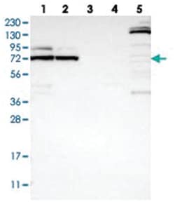 METTL16, Rabbit, Polyclonal Antibody, Abnova 100&mu;L; Unlabeled:Antibodies,