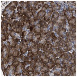 TSPAN33, Rabbit, Polyclonal Antibody, Abnova 100&mu;L; Unlabeled:Anticuerpos
