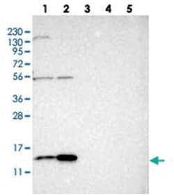 SLIRP Rabbit anti-Human, Polyclonal Antibody, Abnova 100 &mu;L | Buy Online | Abnova Corporation | Fisher Scientific