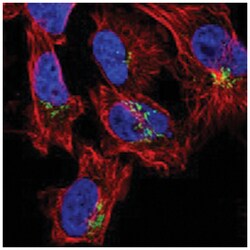 COG5, Rabbit, Polyclonal Antibody, Abnova 100&mu;L; Unlabeled:Antibodies,