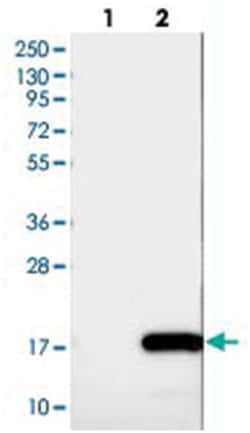 C9orf80, Rabbit, Polyclonal Antibody, Abnova 100 &mu;L | Buy Online | Abnova Corporation | Fisher Scientific
