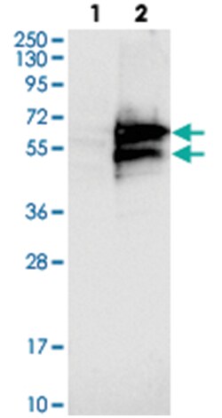 C9orf82 Rabbit anti-Human, Polyclonal Antibody, Abnova 100 &mu;L | Buy Online | Abnova Corporation | Fisher Scientific