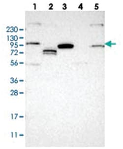 RSBN1L Rabbit anti-Human, Polyclonal Antibody, Abnova 100 &mu;L | Buy Online | Abnova Corporation | Fisher Scientific