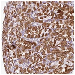 MPP6 Rabbit anti-Human, Polyclonal Antibody, Abnova 100&mu;L; Unlabeled:Antibodies,