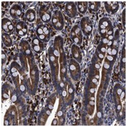 C21orf45 Rabbit anti-Human, Polyclonal Antibody, Abnova 100 &mu;L | Buy Online | Abnova Corporation | Fisher Scientific