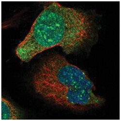 C21orf45 Rabbit anti-Human, Polyclonal Antibody, Abnova 100 &mu;L | Buy Online | Abnova Corporation | Fisher Scientific