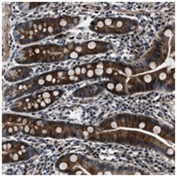 WDR60 Rabbit anti-Human, Polyclonal Antibody, Abnova 100 &mu;L | Buy Online | Abnova Corporation | Fisher Scientific