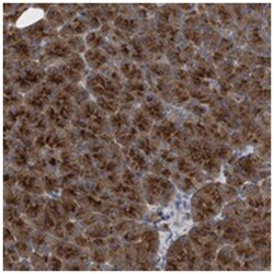 C9orf16, Rabbit, Polyclonal Antibody, Abnova 100 &mu;L | Buy Online | Abnova Corporation | Fisher Scientific