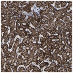 AASS Rabbit anti-Human, Polyclonal Antibody, Abnova 100&mu;L; Unlabeled:Antibodies,