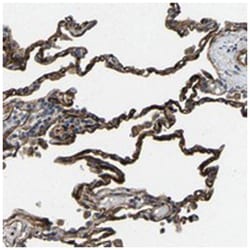 GFRA3, Rabbit, Polyclonal Antibody, Abnova 100&mu;L; Unlabeled:Antibodies,