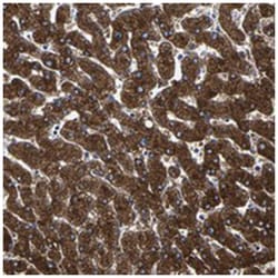 AASS Rabbit anti-Human, Polyclonal Antibody, Abnova 100 &mu;L | Buy Online | Abnova Corporation | Fisher Scientific