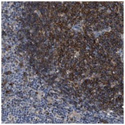 C2orf66, Rabbit, Polyclonal Antibody, Abnova 100 &mu;L | Buy Online | Abnova Corporation | Fisher Scientific
