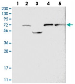 GUCY1B3 Rabbit anti-Human, Polyclonal Antibody, Abnova 100&mu;L; Unlabeled:Antibodies,